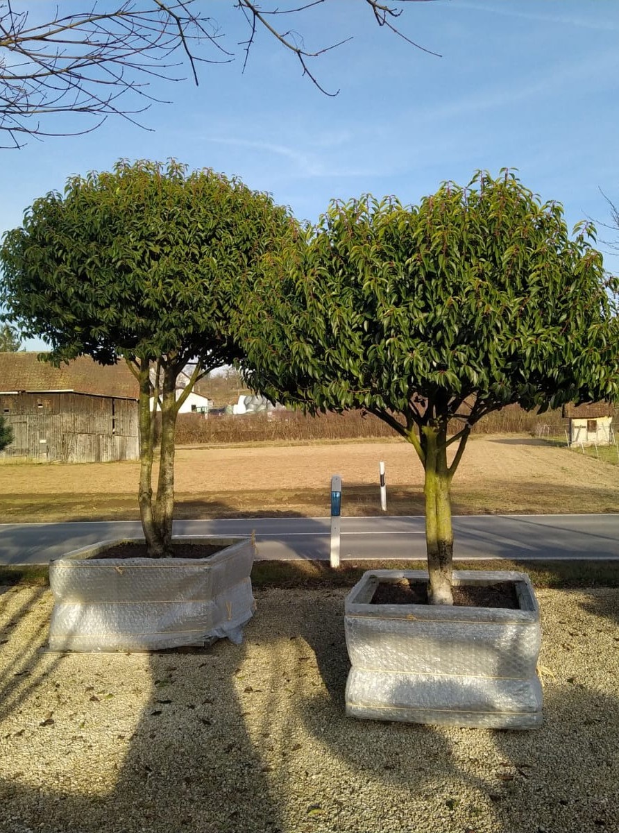 IMG-20260117-WA0011 2